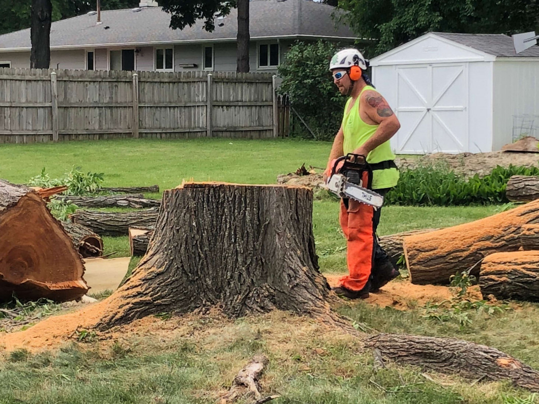 Remove Trees In Rochester & Byron, MN | Astorino's Tree ...