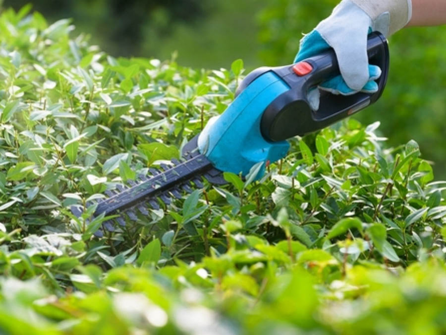 Shrub Planting and Shrub Pruning Services Rochester & Byron, MN
